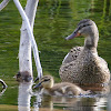 Mallard female and young