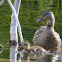 Mallard female and young