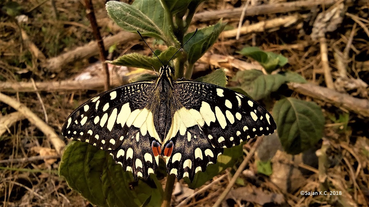 Lemon Butterfly