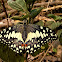 Lemon Butterfly