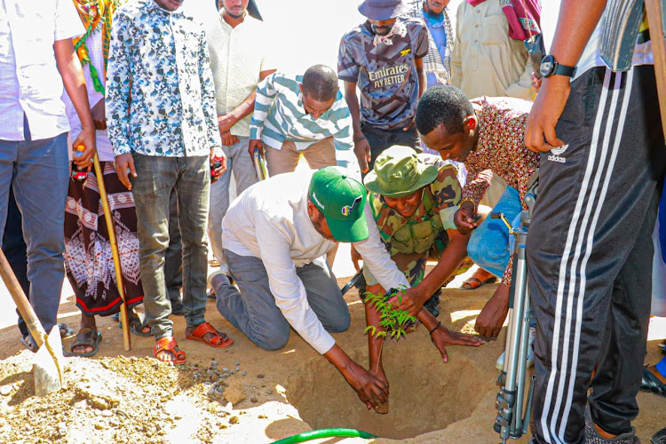 Fafi Member of Parliament Salah Yakub plants a tree a Bura secondary school.