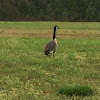 Canada Goose