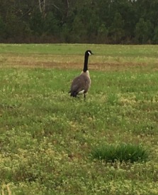 Canada Goose