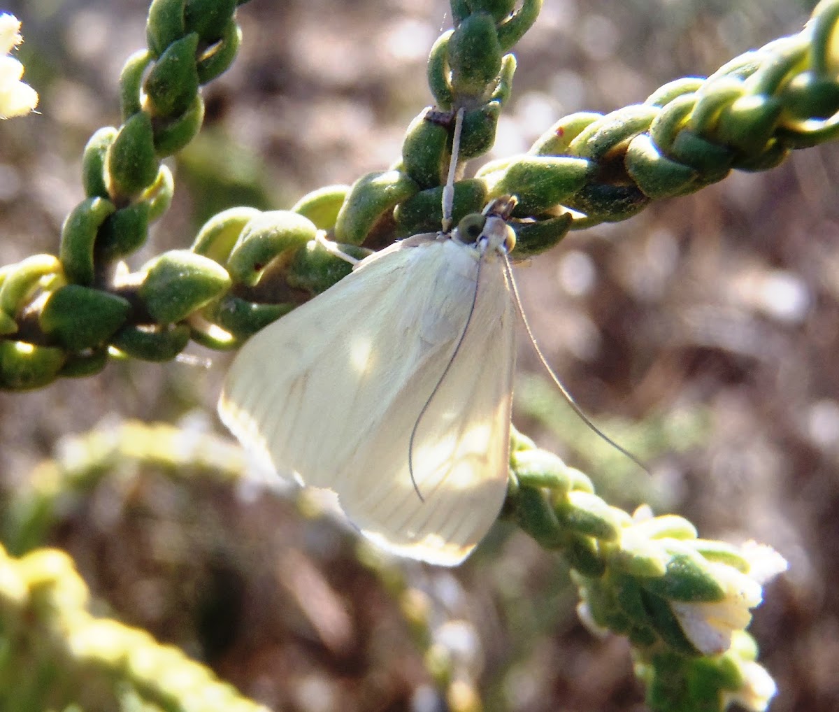 White moth. Polilla blanca