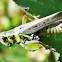 Red-legged grasshopper