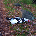 Muscovy Duck (domestic)