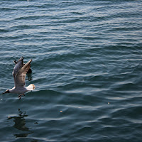 Volo a pelo d'acqua di 