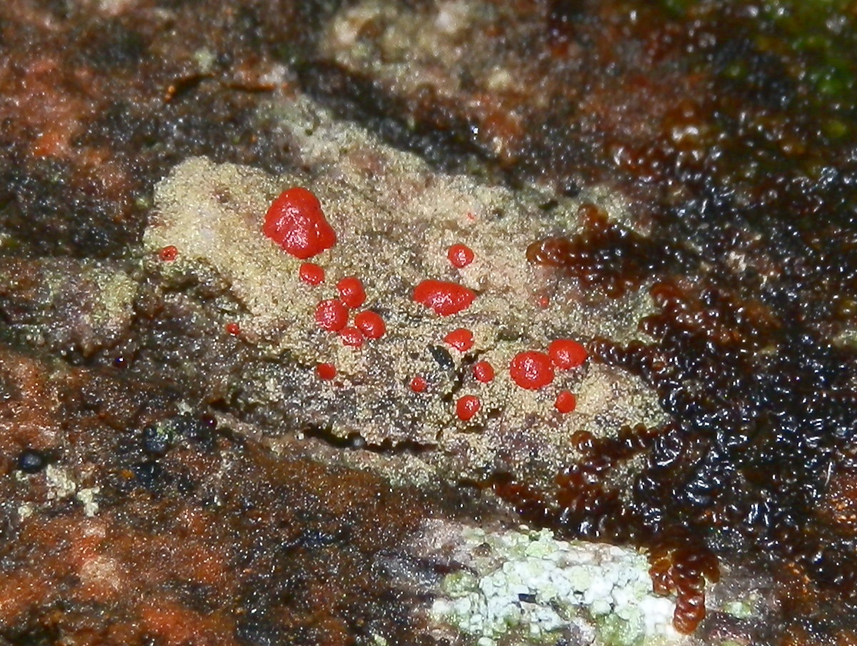 Crustose Lichen