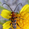 Six-spotted Flower Strangalia