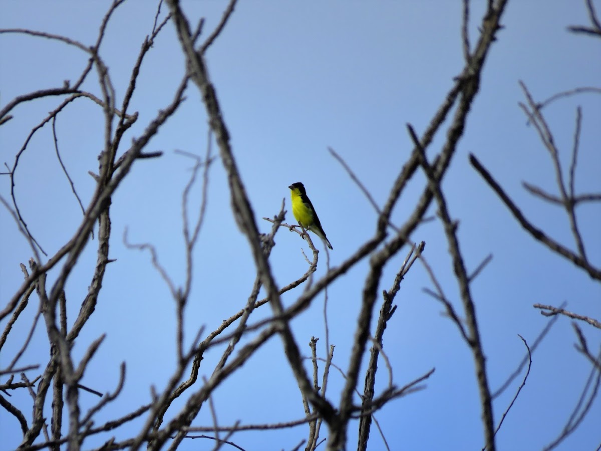 Lesser goldfinch