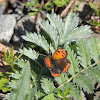 Common Copper