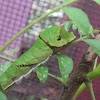 Caterpillar of Common Mormon Butterfly