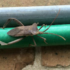 Leaf-footed Bug