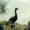 Canada Goose