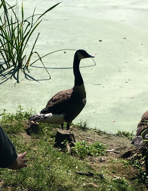 Canada Goose