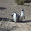 Pingüinos de Magallanes