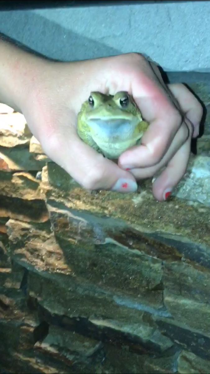 American green tree frog