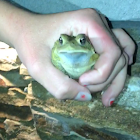 American green tree frog