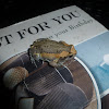 Banded Bullfrog