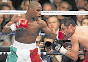 PACMAN NOT INTERESTED: Unbeaten champion Floyd Mayweather, left, punishes an opponent recently. Mayweather will face Miguel Cotto at the MGM Grand Garden in Las Vegas  on May 5.