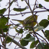 Wilsons Warbler