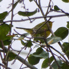 Wilsons Warbler