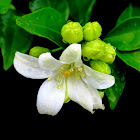 Orange Jessamine, Chinese Box, Mock Orange, Mock Lime, Satinwood or Lakeview Jasmine