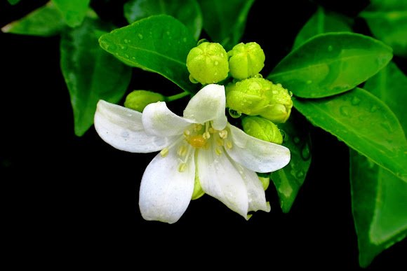 Orange Jessamine, Chinese Box, Mock Orange, Mock Lime, Satinwood ...