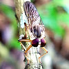 Robberfly