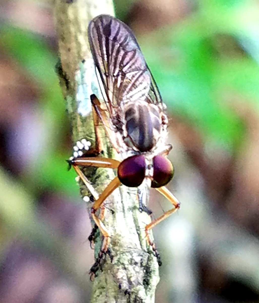 Robberfly