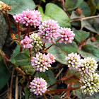 Pink Knotweed