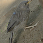 jungle babbler