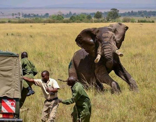 elephant-chasing-kws-employees