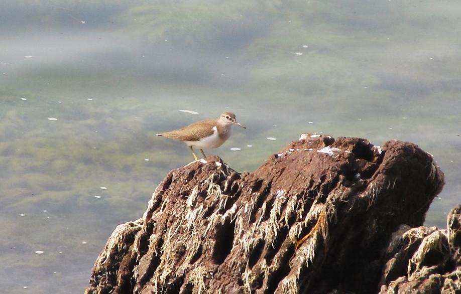 Common Sandpiper