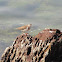 Common Sandpiper