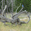 Mountain bluebird