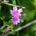 Dove's-foot Crane's-bill