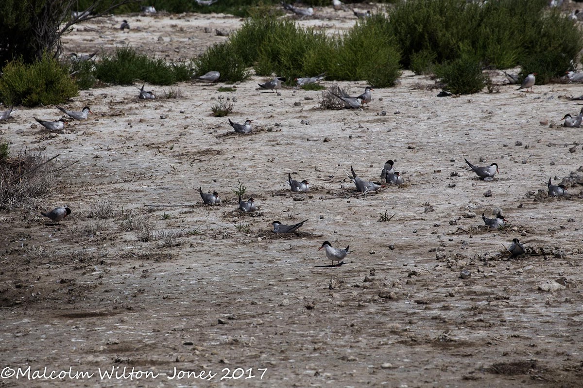 Common Tern; Charrán Común