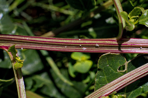 Beta maritima