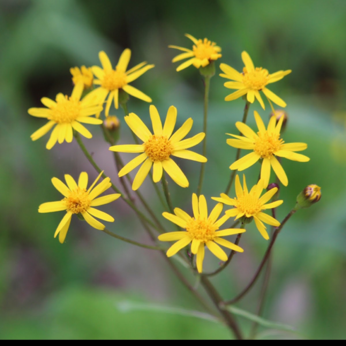 Ragwort