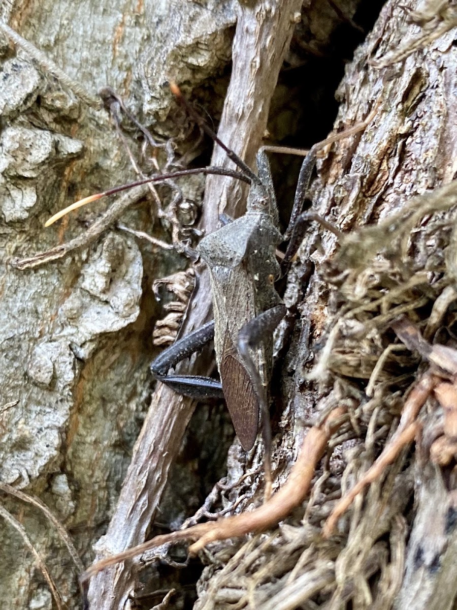 Leaf-Footed Bug