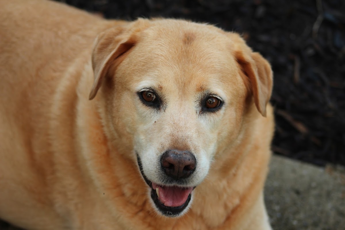 Yellow Labrador