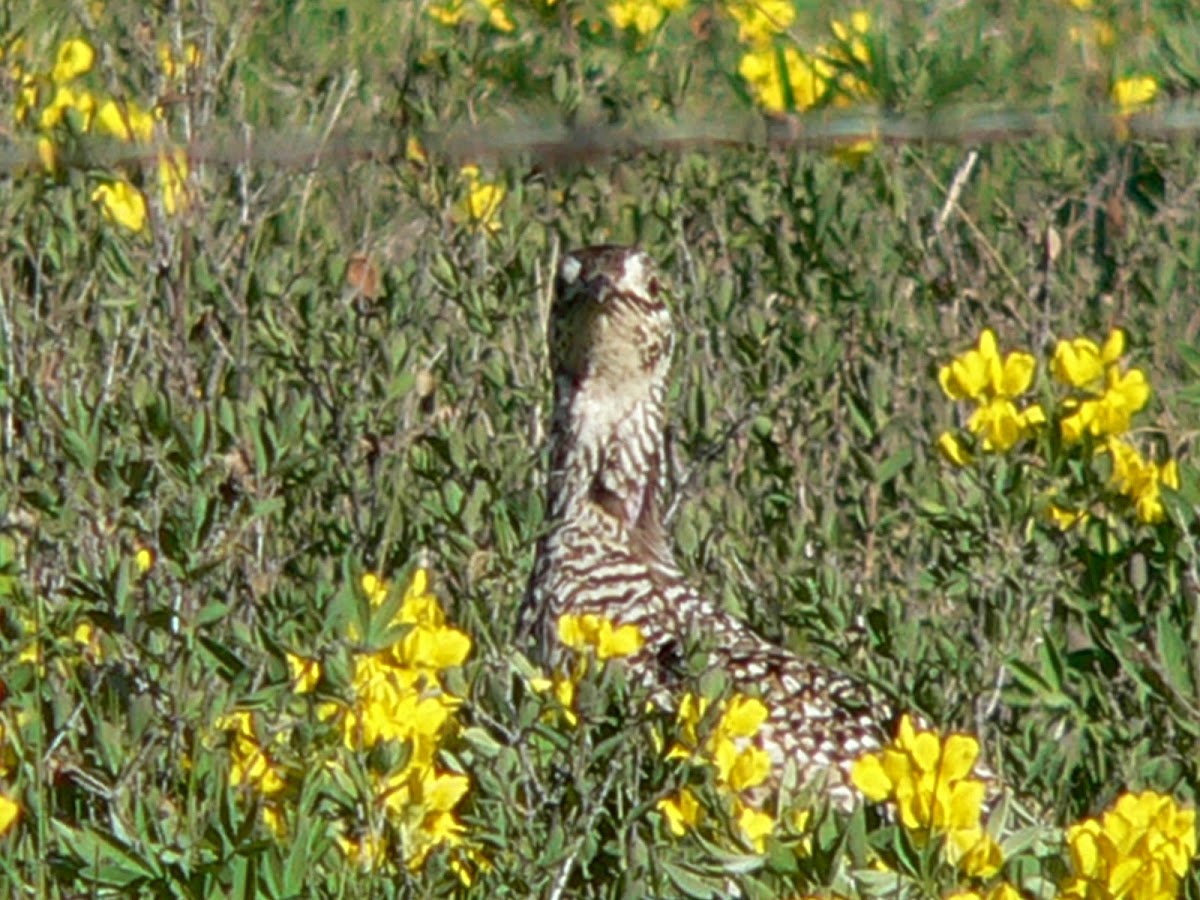 Sharp-Tailed Grouse