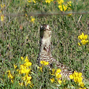 Sharp-Tailed Grouse