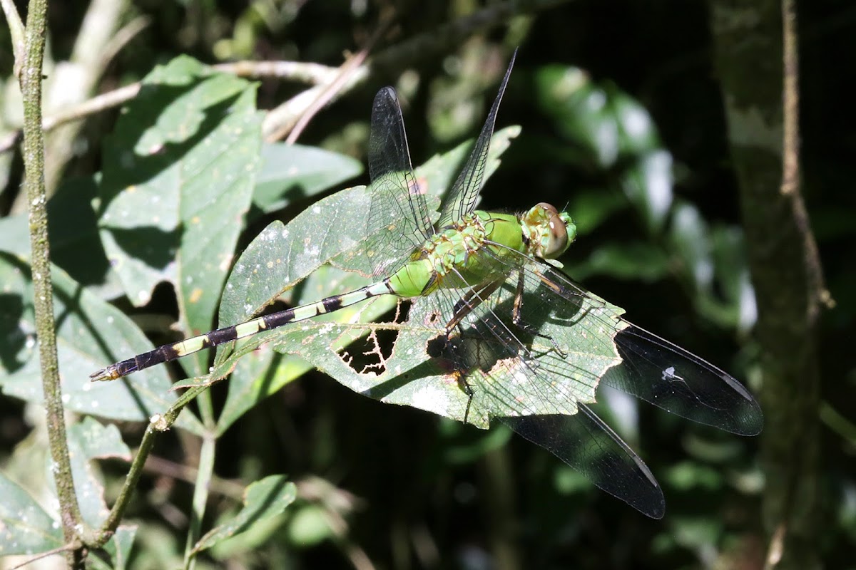 Green dragonfly