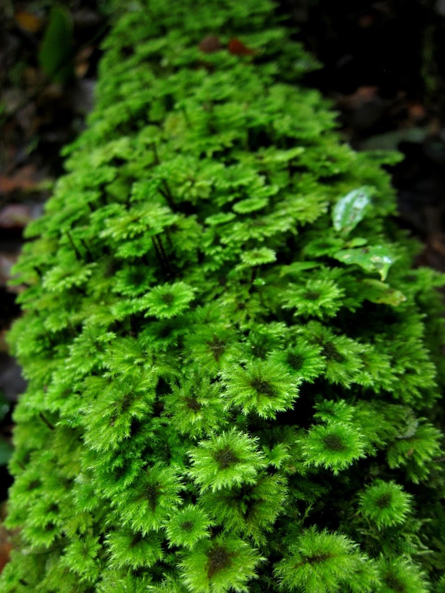 Umbrella Moss