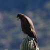 Harris's Hawk