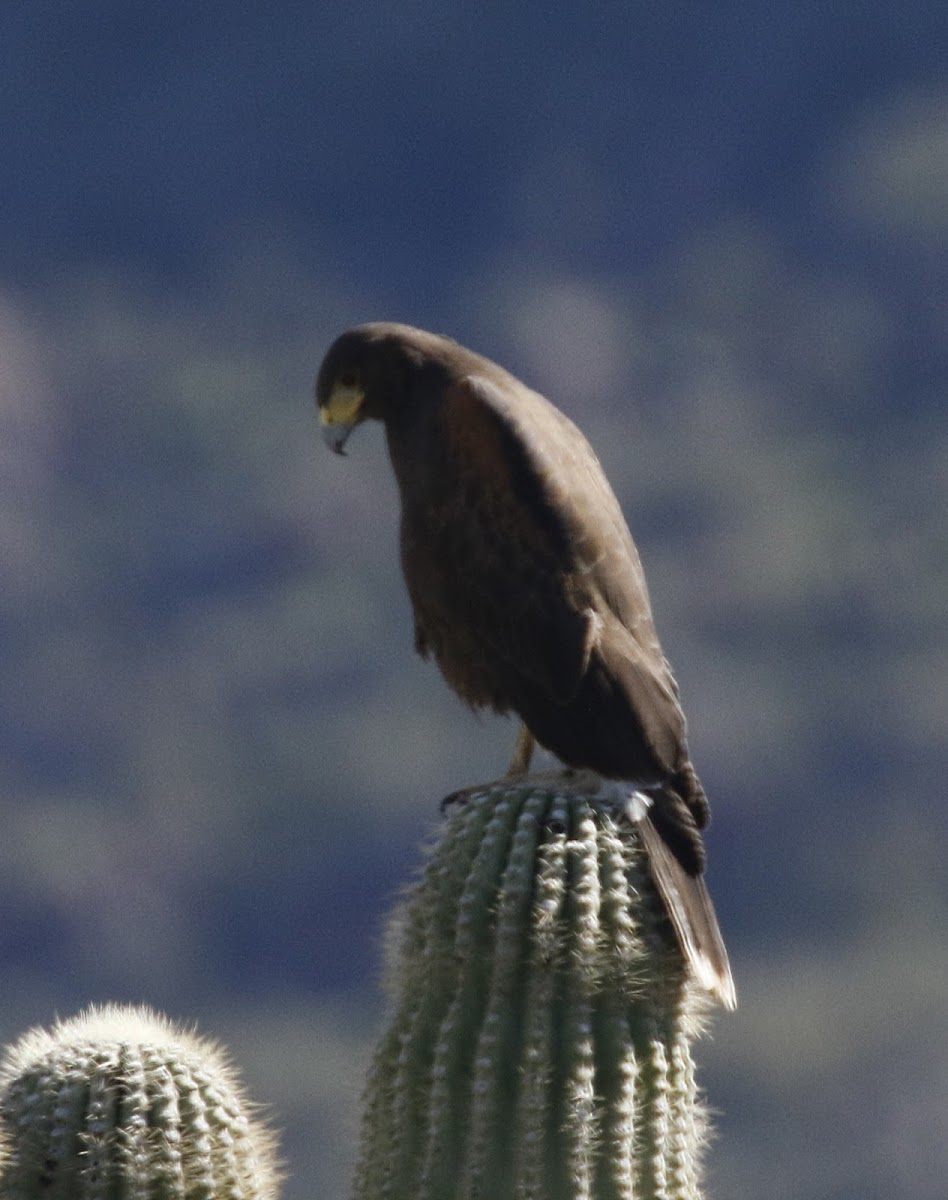 Harris's Hawk