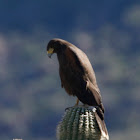 Harris's Hawk