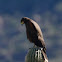 Harris's Hawk